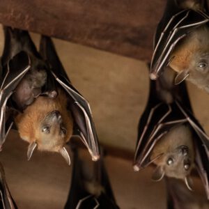 Bat season is here early. 4 bats hanging in a attic.