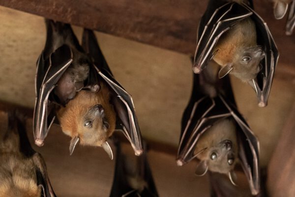 Bat season is here early. 4 bats hanging in a attic.