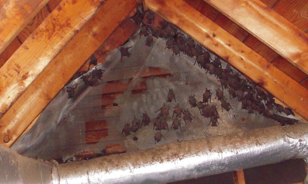 How to Remove Animals from the Attic - Covenant Wildlife