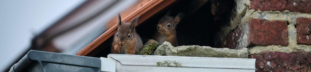 wildlife exclusion-squirrels out of the attic