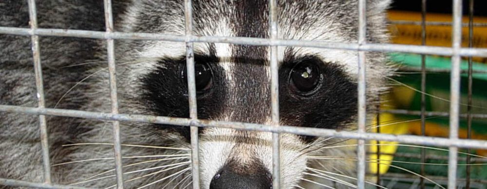 wildlife exclusion- racoon in a safe trap