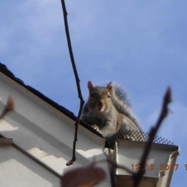 squirrel on the roof