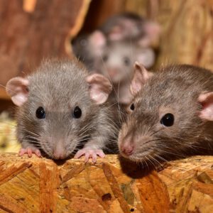 Rats in Alabama, Mississippi, and Louisiana