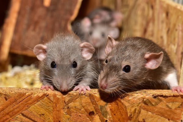 Rats in Alabama, Mississippi, and Louisiana