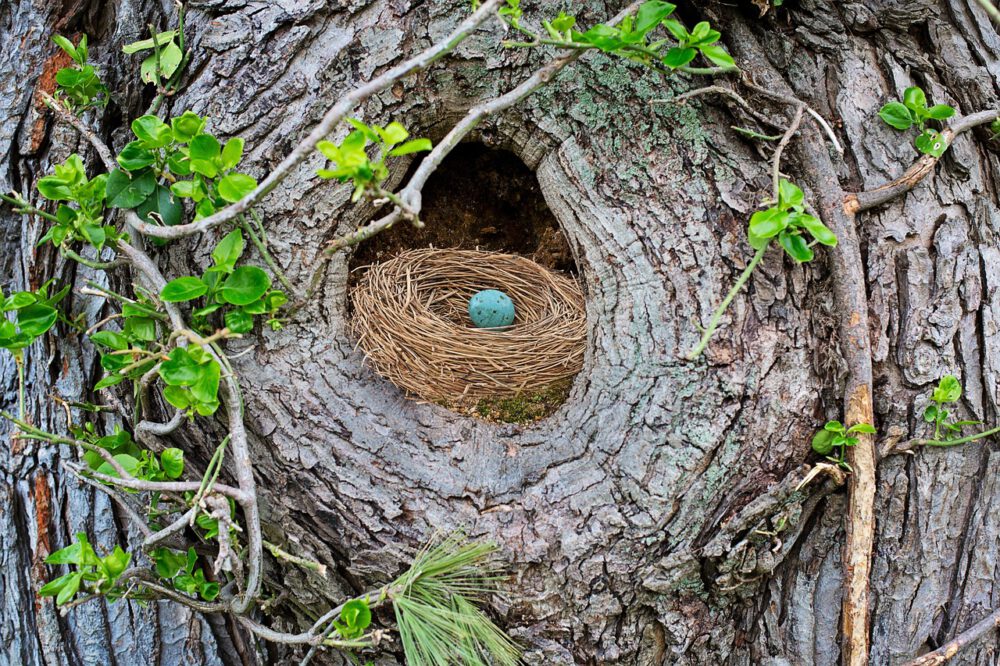 Getting rid of bird's nests
