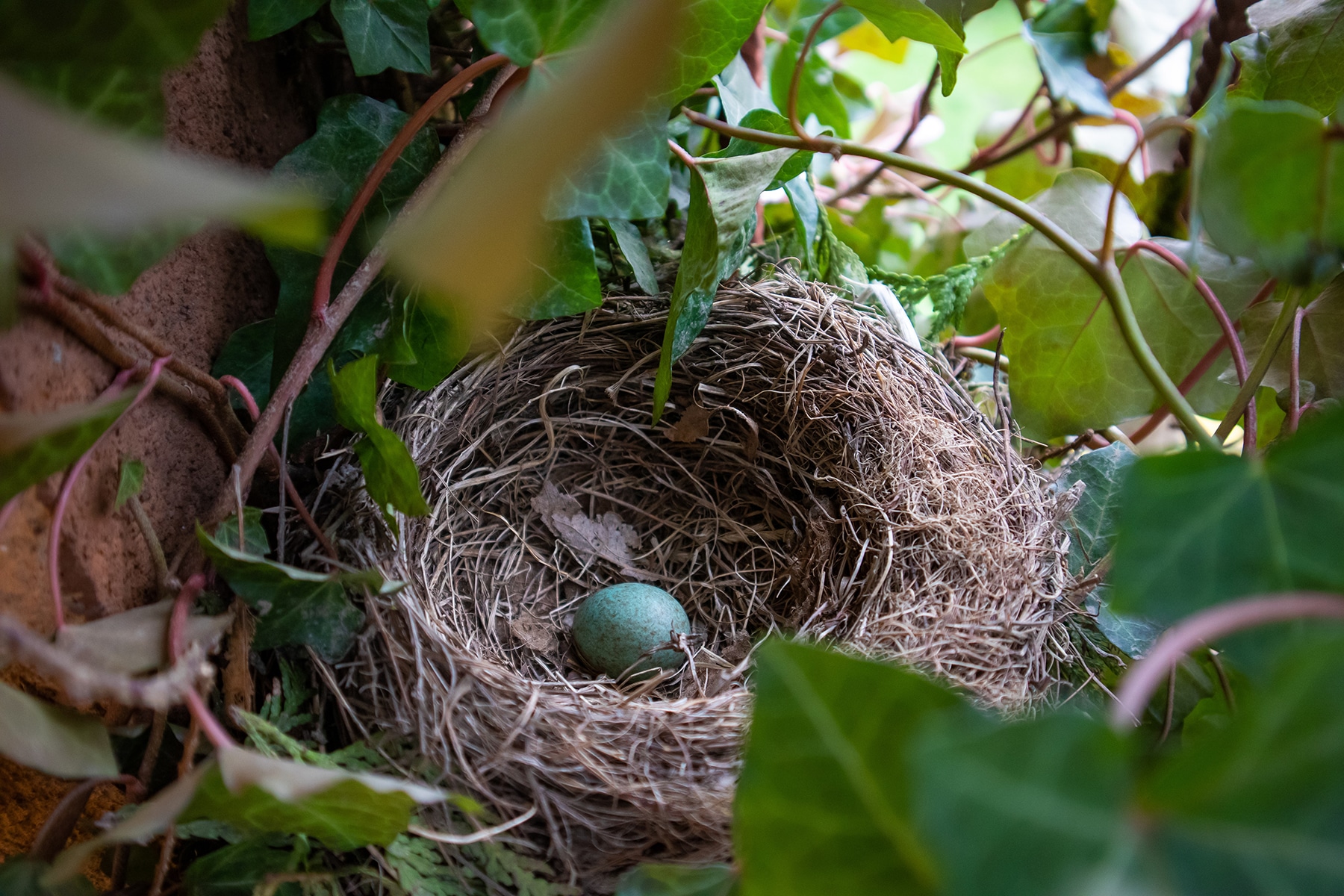 Pictures Of Bird Nests Sharon Beals Images Of Bird Nests From Around