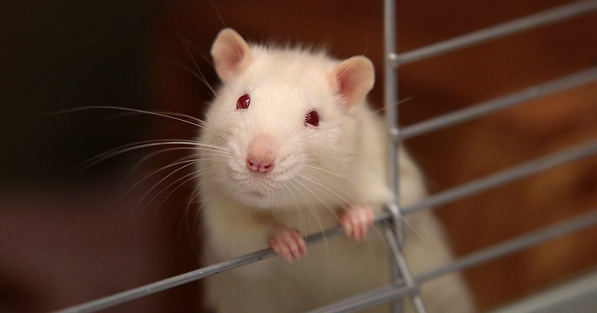 Where Do Rats Live? - Advanced Pest Control of Alabama Blog