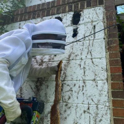 Honey Bee Removal 1 400x400 