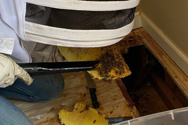 Honey Bees Removal 600x400 