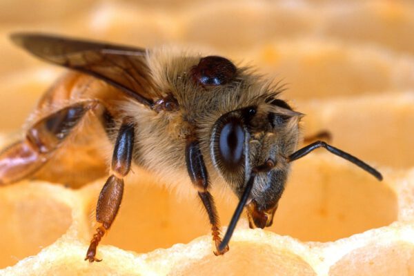honey bees facts image