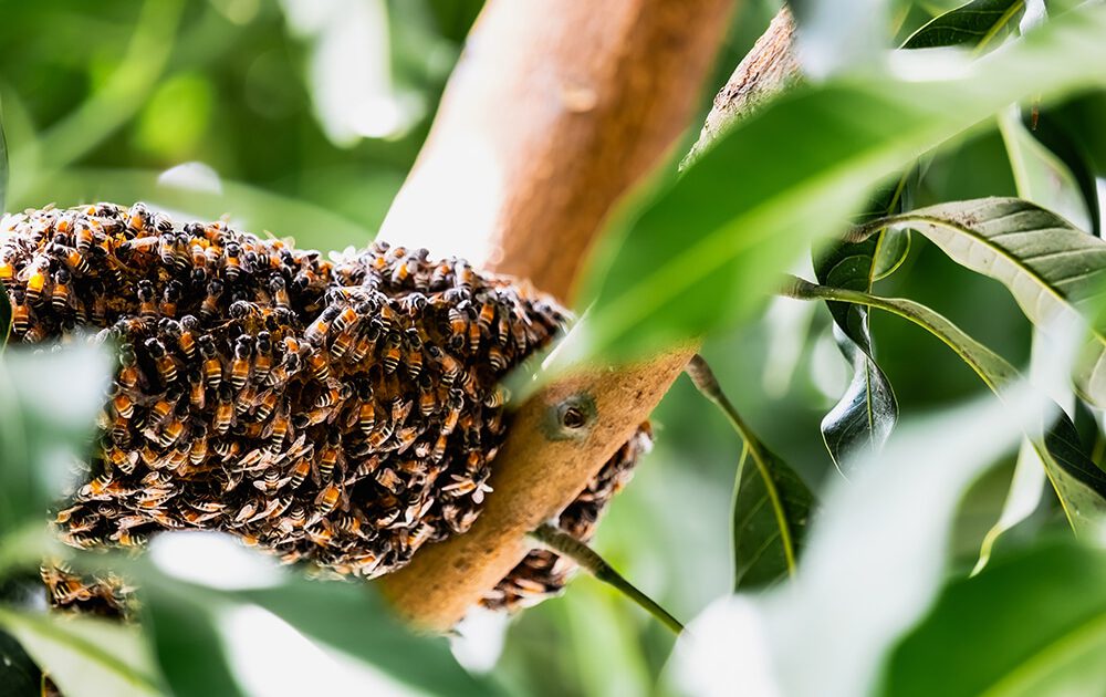 How Do You Know If Its A Bumblebee Nest - Covenant Wildlife