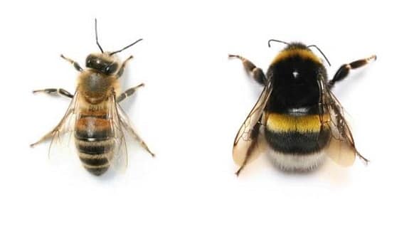 honey bee vs bumblebee