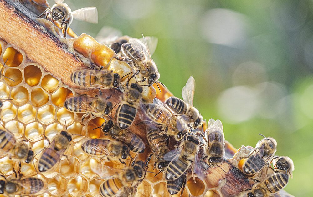 How Long Do Bees Live? Your Complete Guide - Covenant Wildlife