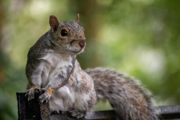 about squirrels
