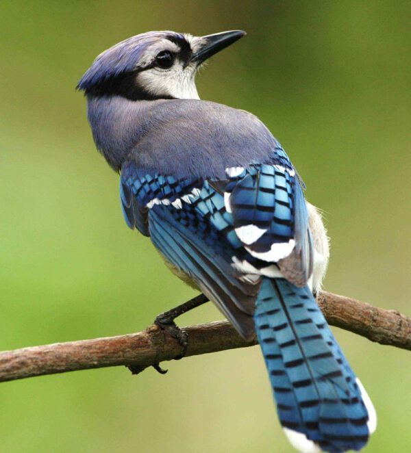 birds nesting- blue jay