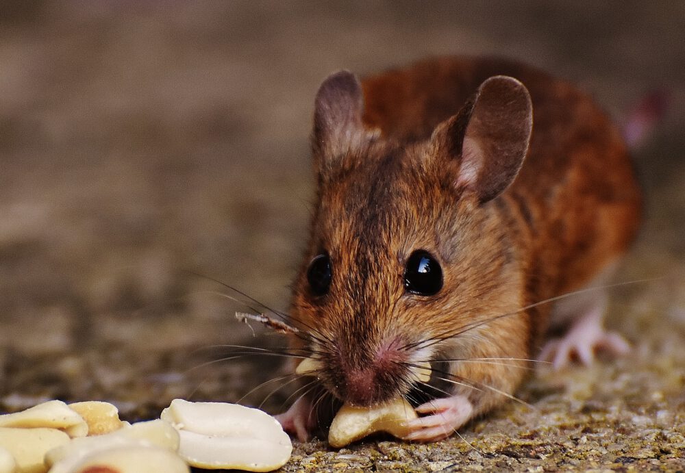 The Consequences Of Using Live Rodents As Reptile Food - Covenant Wildlife