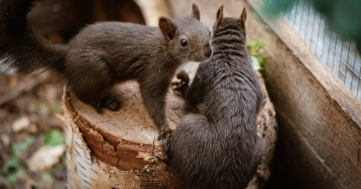 Flying Squirrel - Covenant Wildlife