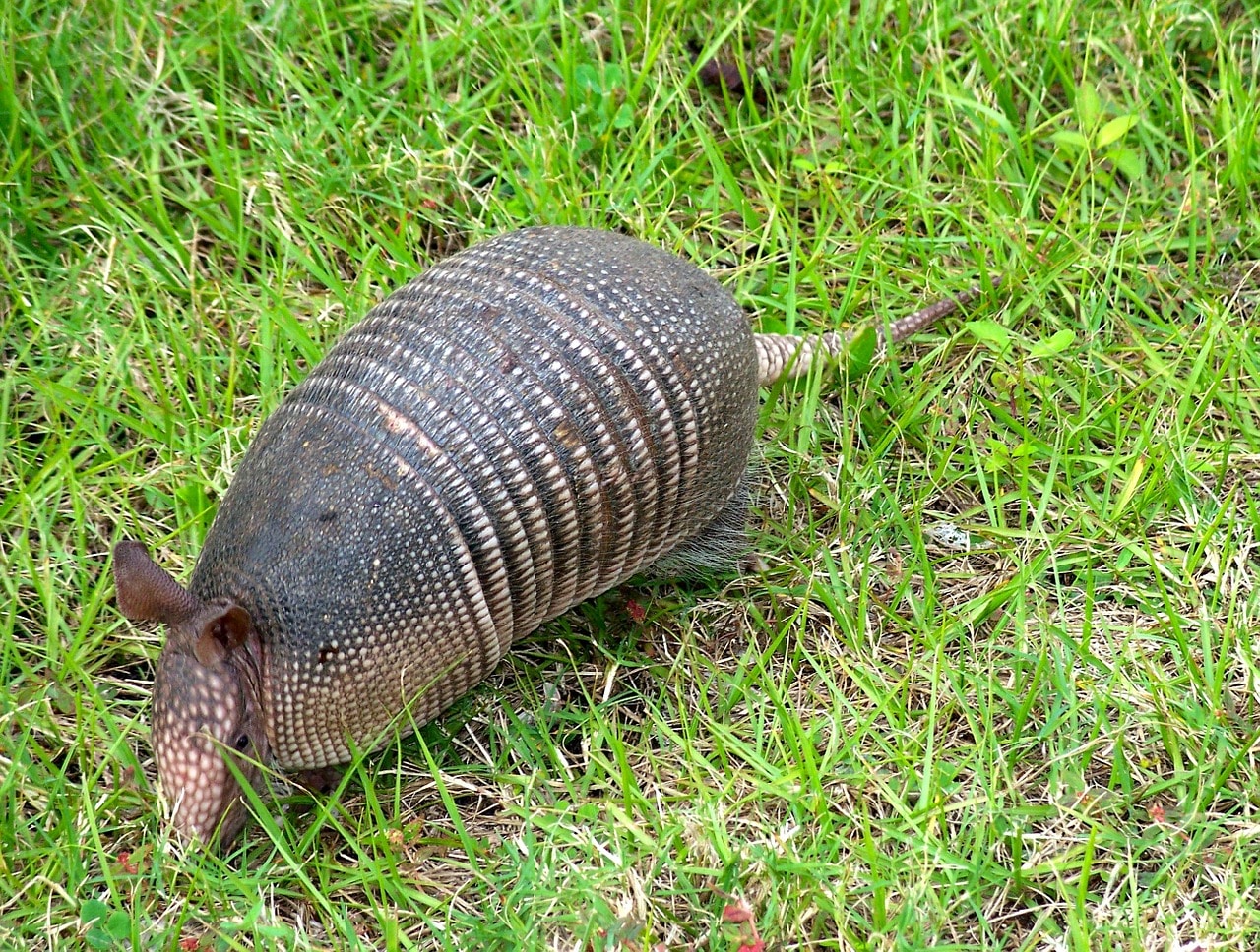 An Armadillo is Tearing up Your Garden - Covenant Wildlife