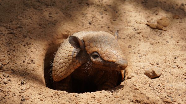 An Armadillo is Tearing up Your Garden - Covenant Wildlife