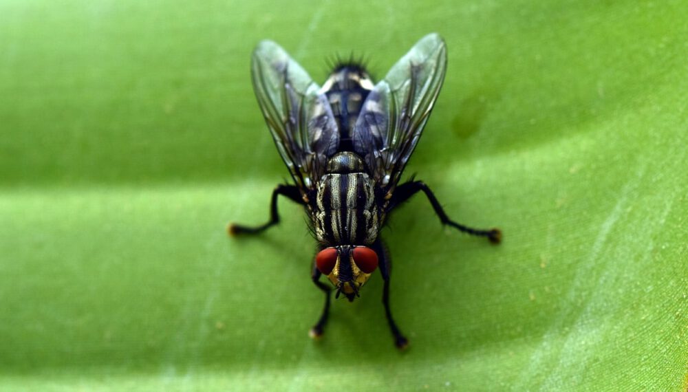 Dead Animal Odor- fly