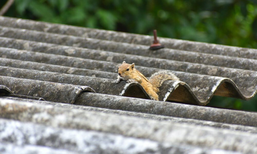 attic squirrel