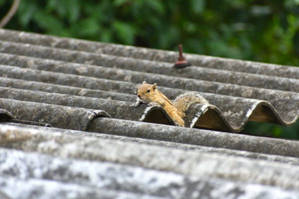 attic squirrel