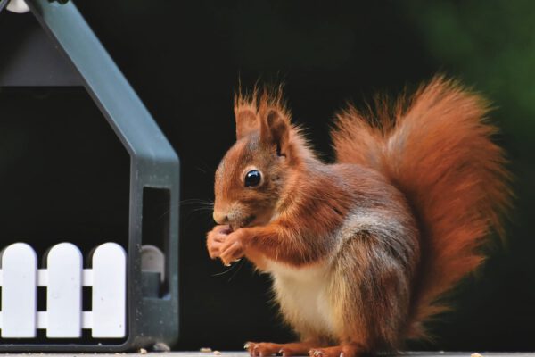 stop squirrels from damaging your yard