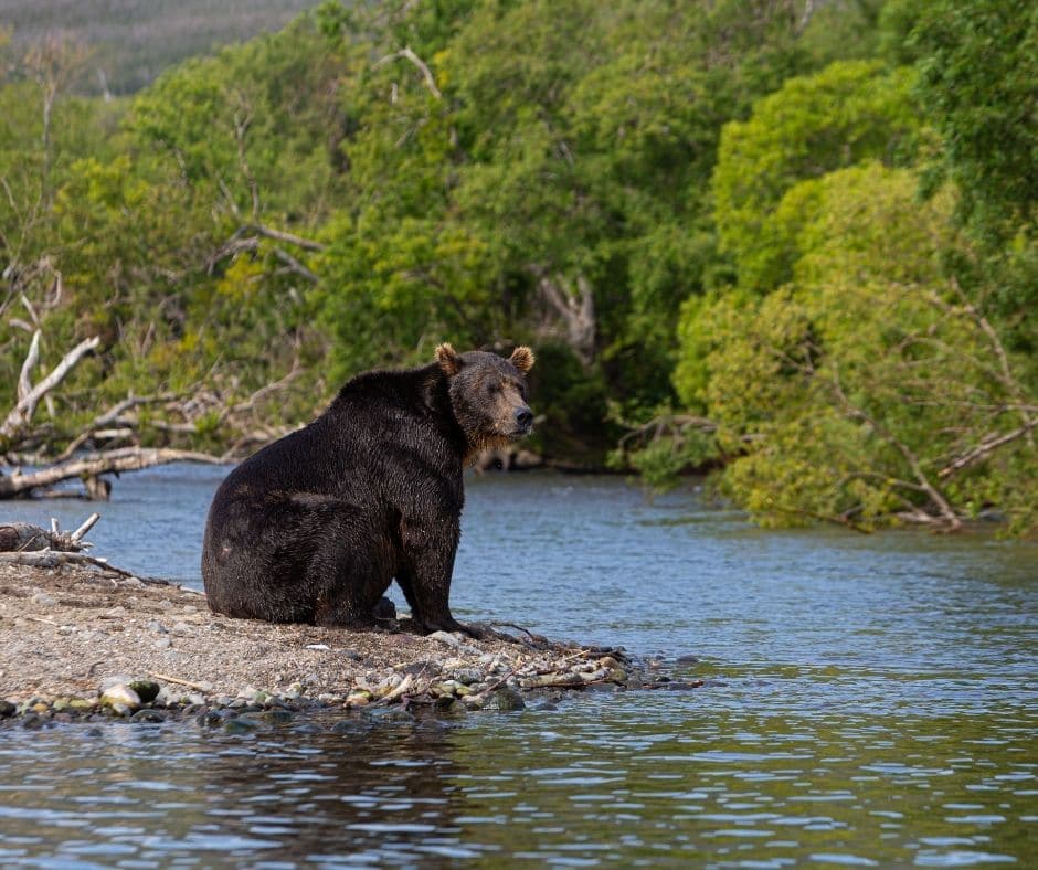 Black Bear in terrestrial habitat