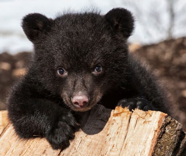 What to Do if You See a Black Bear - Covenant Wildlife