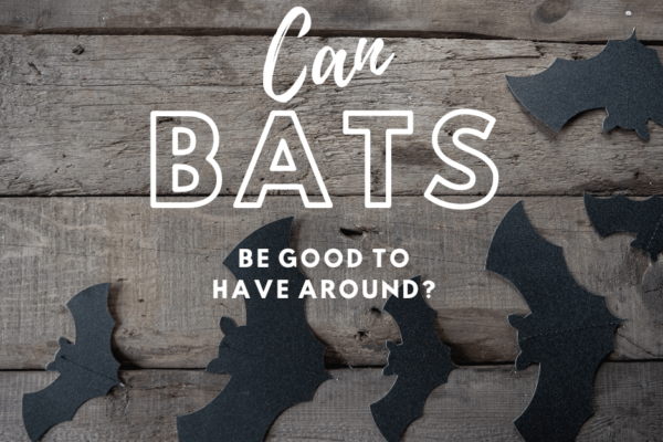 can bats be good