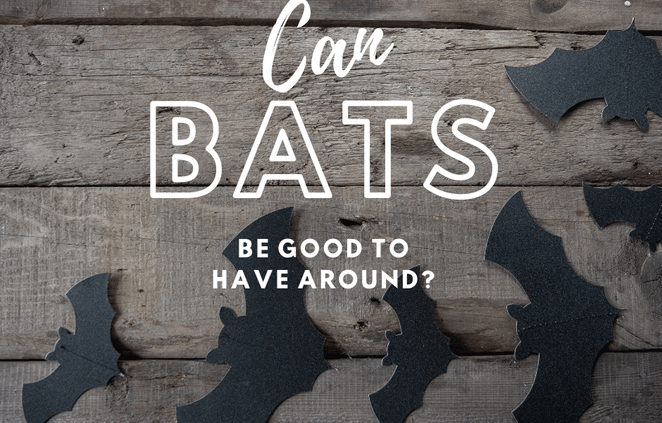 can bats be good