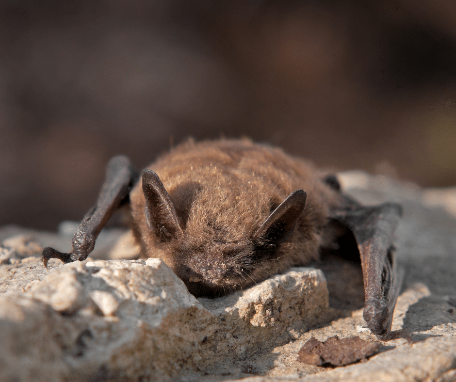 little brown bat