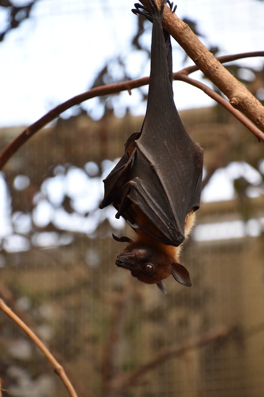 Can Bats Be Good