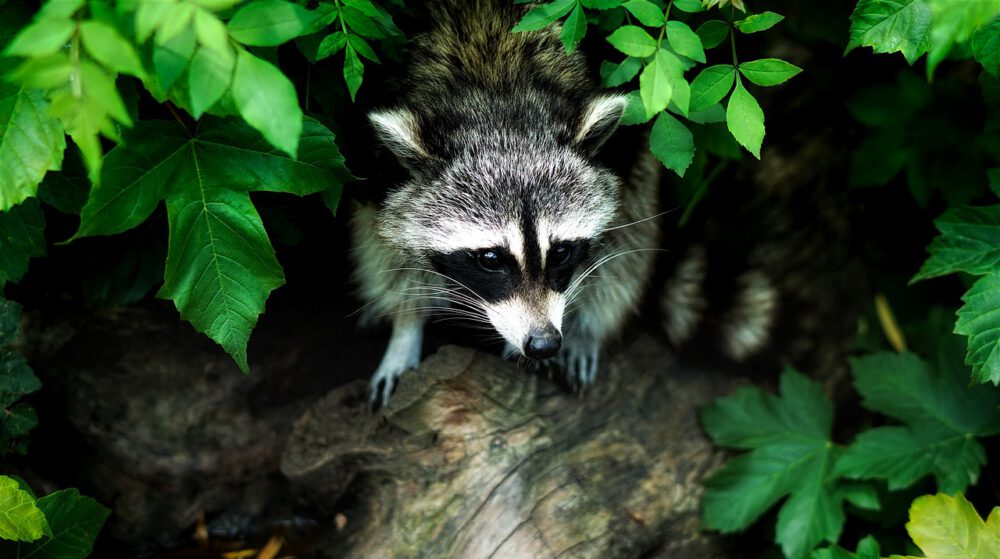 nassau county raccoon removal