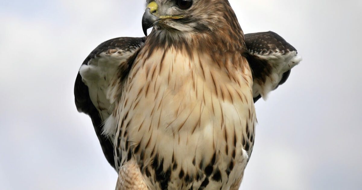 Common Birds of Prey of Alabama - Alabama Cooperative Extension System