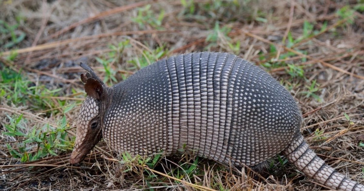 Armadillos - Covenant Wildlife