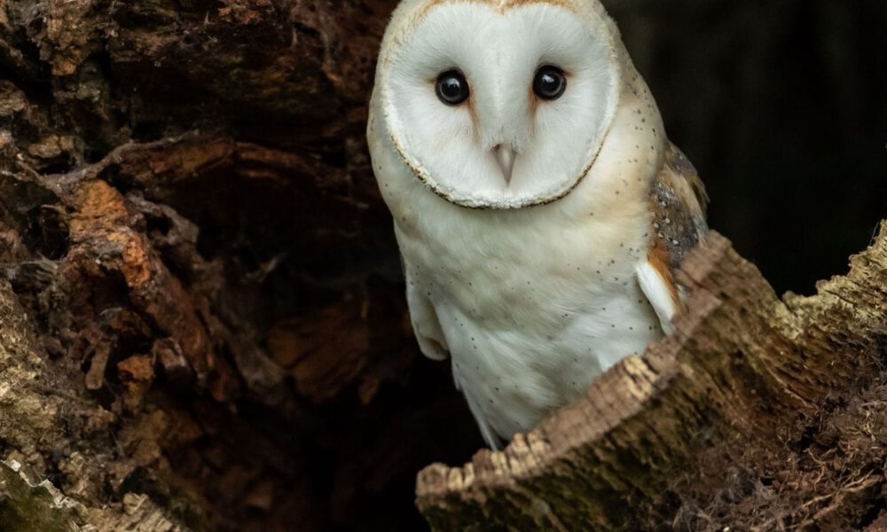 Owls in Alabama