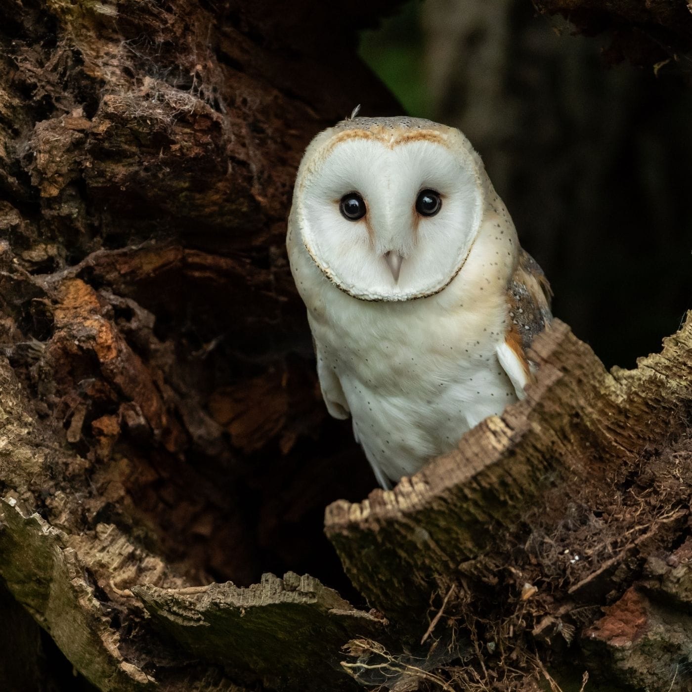 What Are the Types of Owls in Alabama? - Covenant Wildlife
