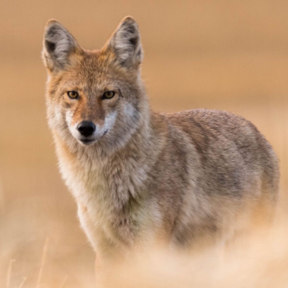 coyote image for terrestrial habitats