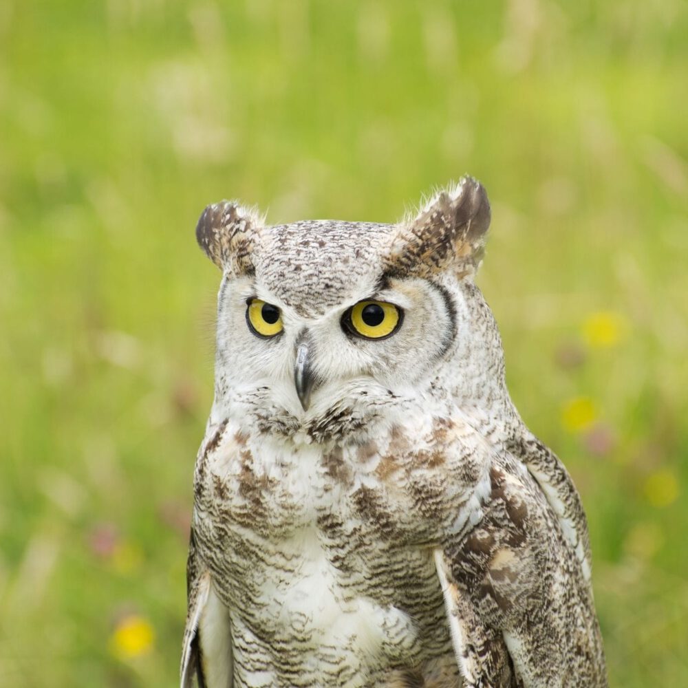 Great Horned Owl in Terrestrial Habitat