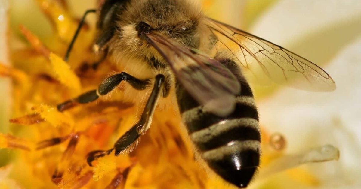 Keep Bees Out of Your Drink with This Easy (AND CUTE!) Straw Cover