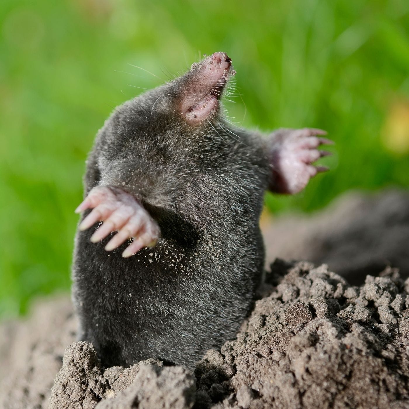 Types Of Moles Animals