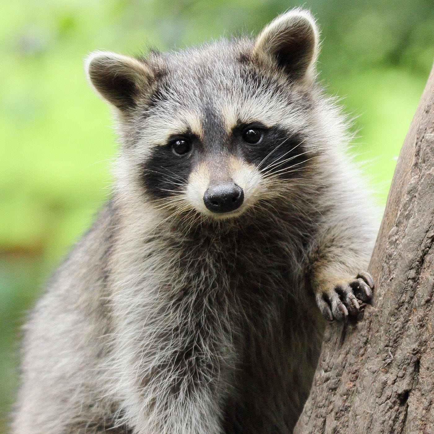 Collection 101+ Images different types of raccoons pictures Stunning