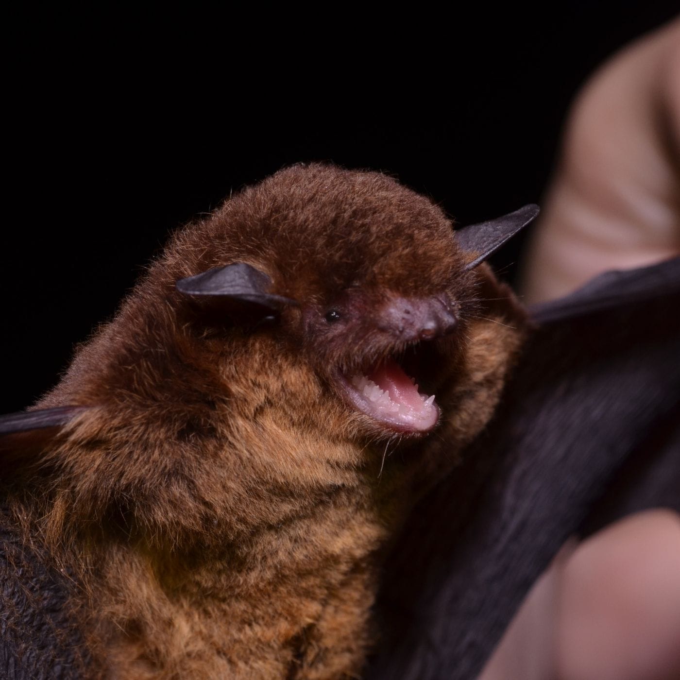 Southeastern Myotis Bat - Covenant Wildlife