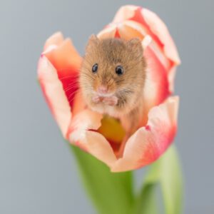 Spring Rodents