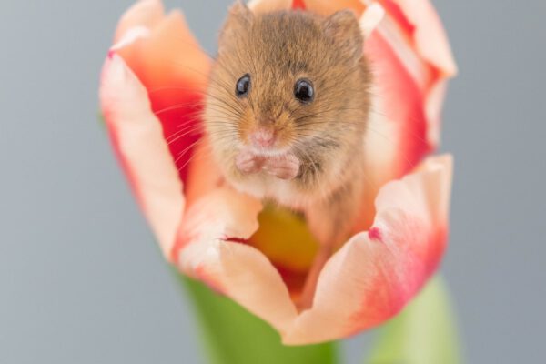 Spring Rodents