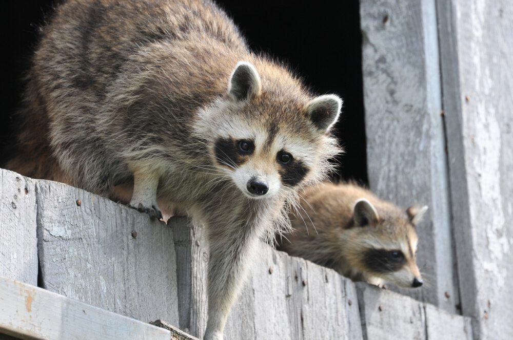 Racoon Wildlife Removal with 2 raccoons peeking out of a  structure