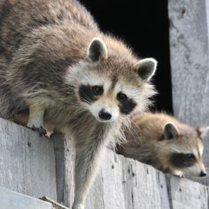 Racoon Wildlife Removal with 2 raccoons peeking out of a structure