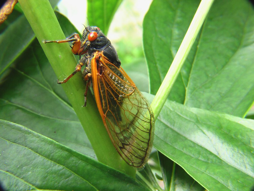 cicada Invasion