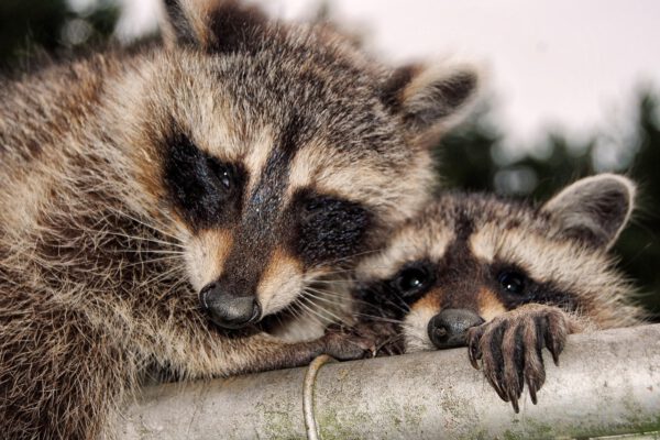 keep raccoons off with critter control services